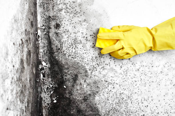Best Mold Testing  in Jamestown, ND