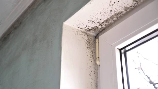 Best Mold Damage Repair  in Jamestown, ND