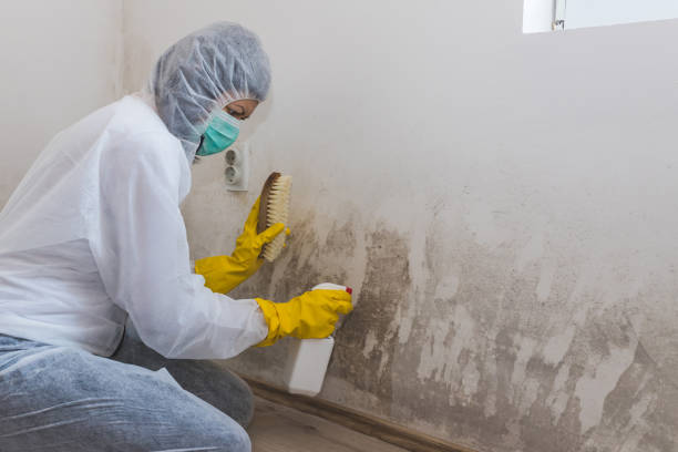 Attic Mold Removal in Jamestown, ND