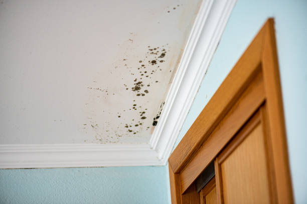 Best Residential Mold Removal  in Jamestown, ND
