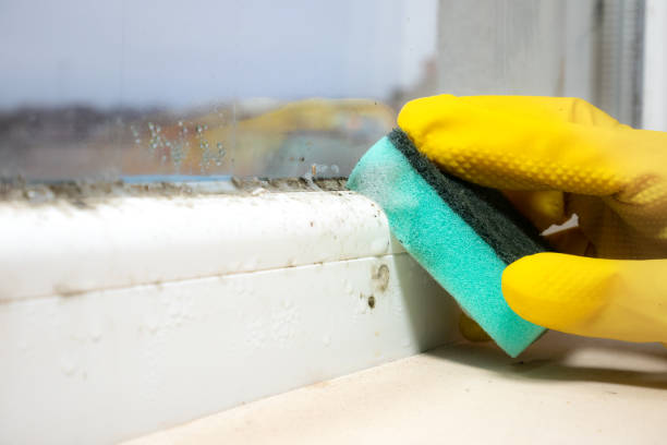 Best Commercial Mold Removal  in Jamestown, ND
