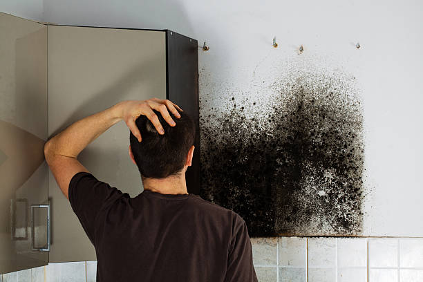 Office Mold Removal Services in Jamestown, ND