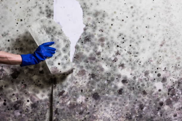 Best Office Mold Removal Services  in Jamestown, ND